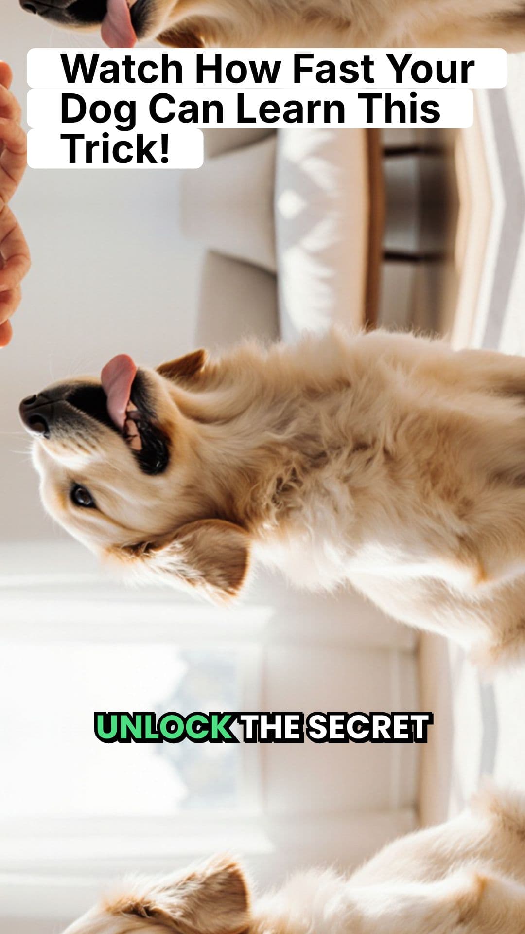 Teach Your Dog the Rebound Trick