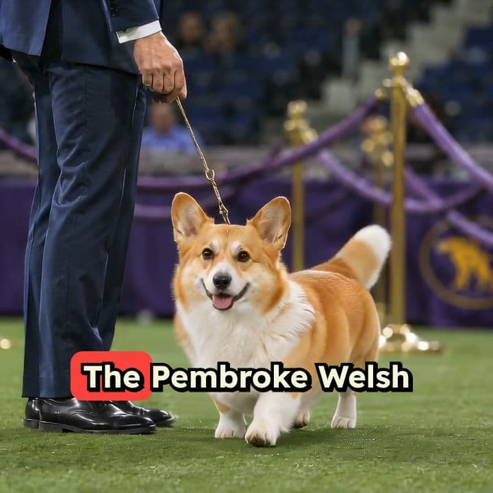 Pembroke Welsh Corgi: The Agile Herding Spotlight