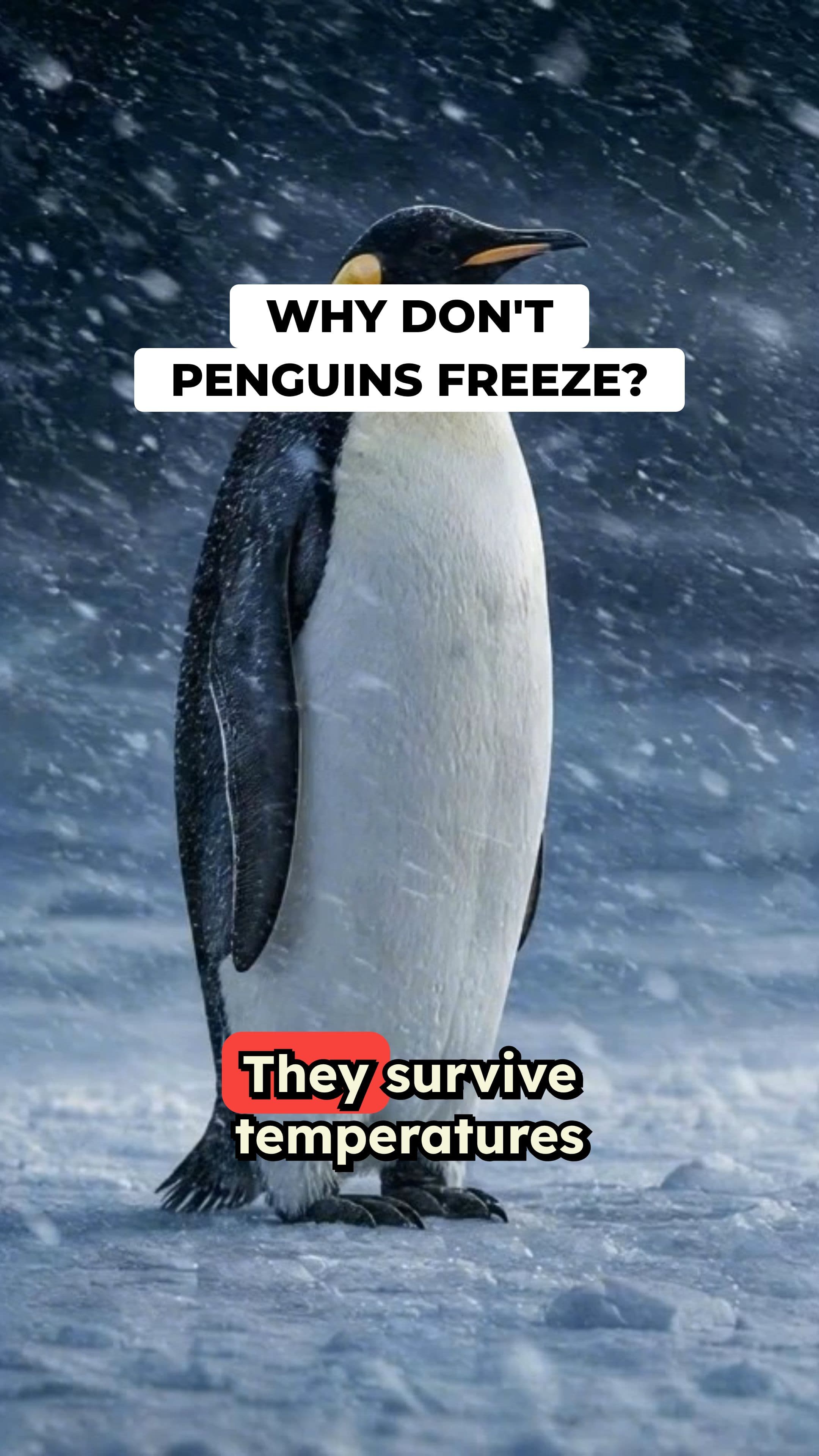 Why Penguins Don't Freeze