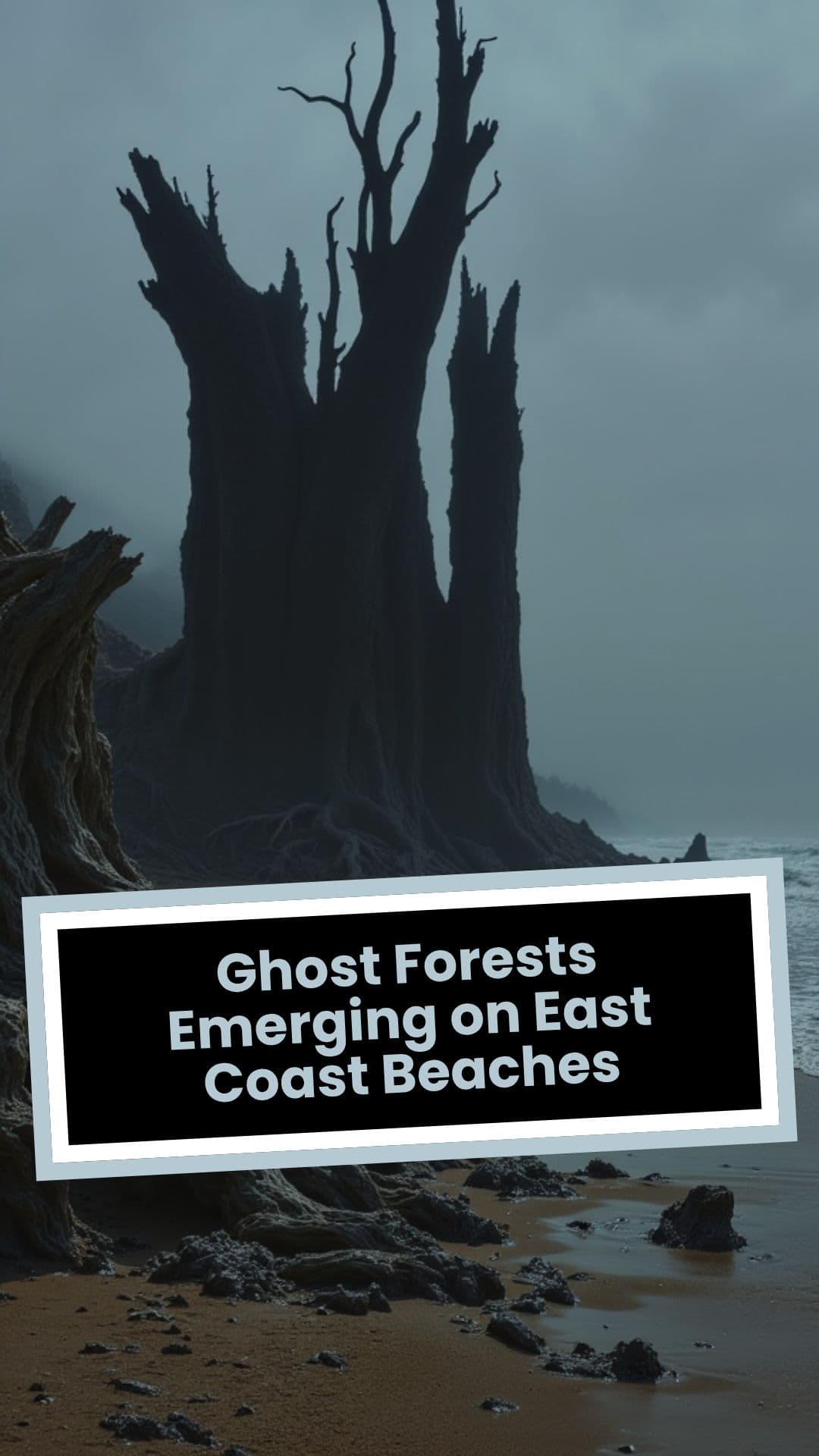 Ghost Forests Emerging on East Coast Beaches (w music)