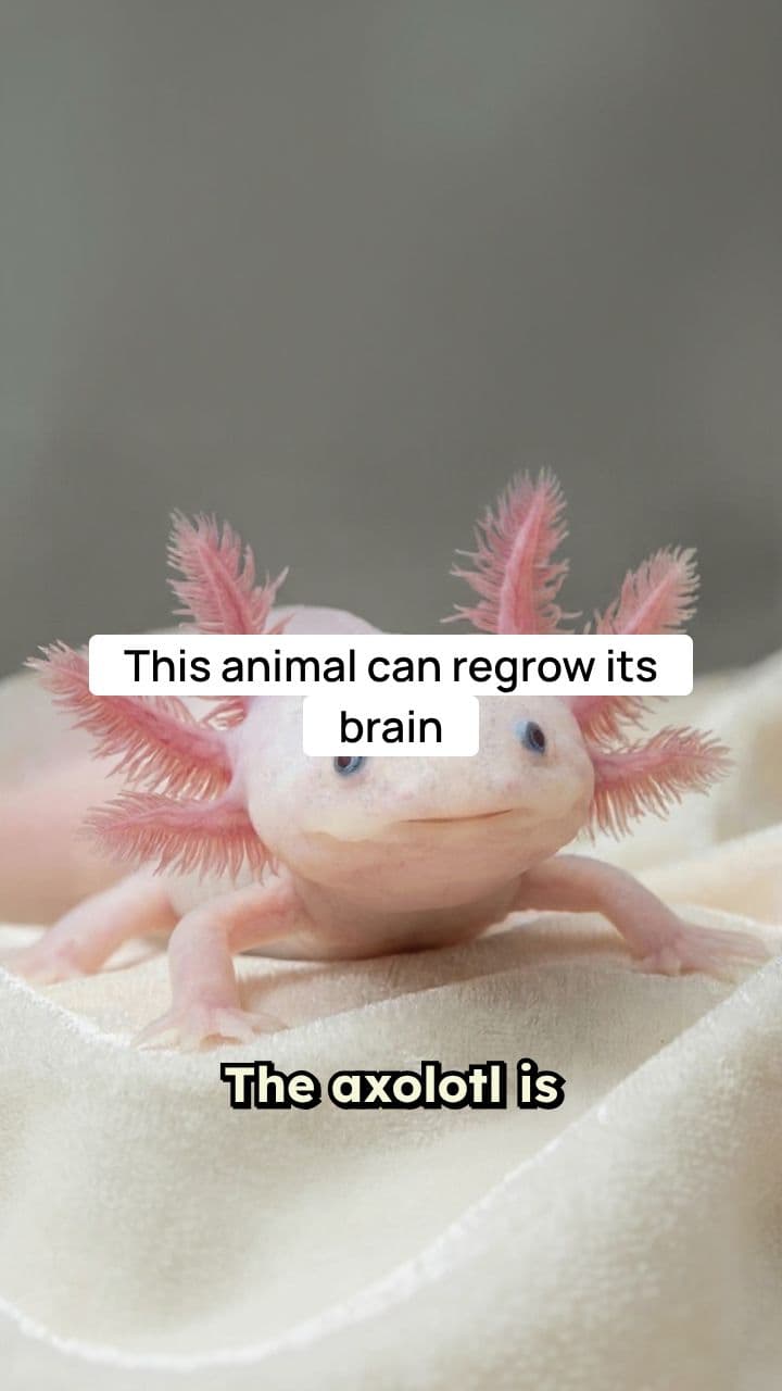 The Immortal Regenerator: The Axolotl