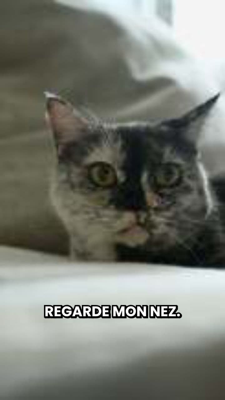 L'Empreinte Digitale Cachée des Chats