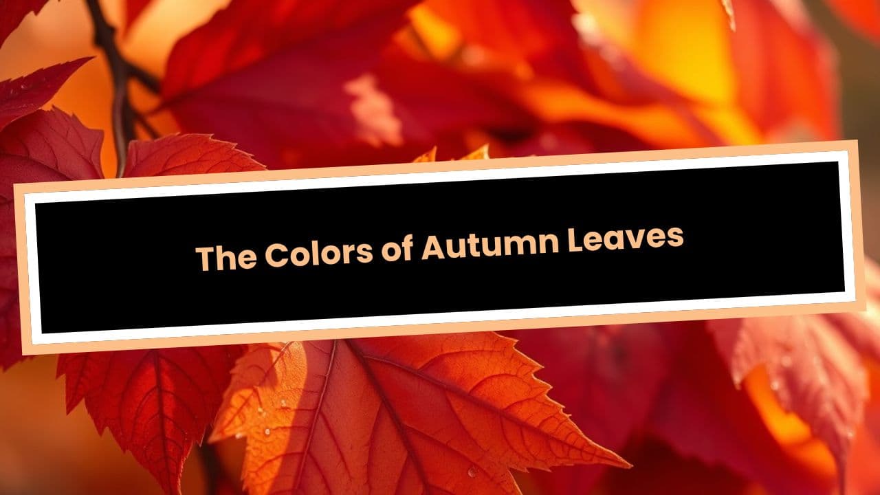 The Colors of Autumn Leaves