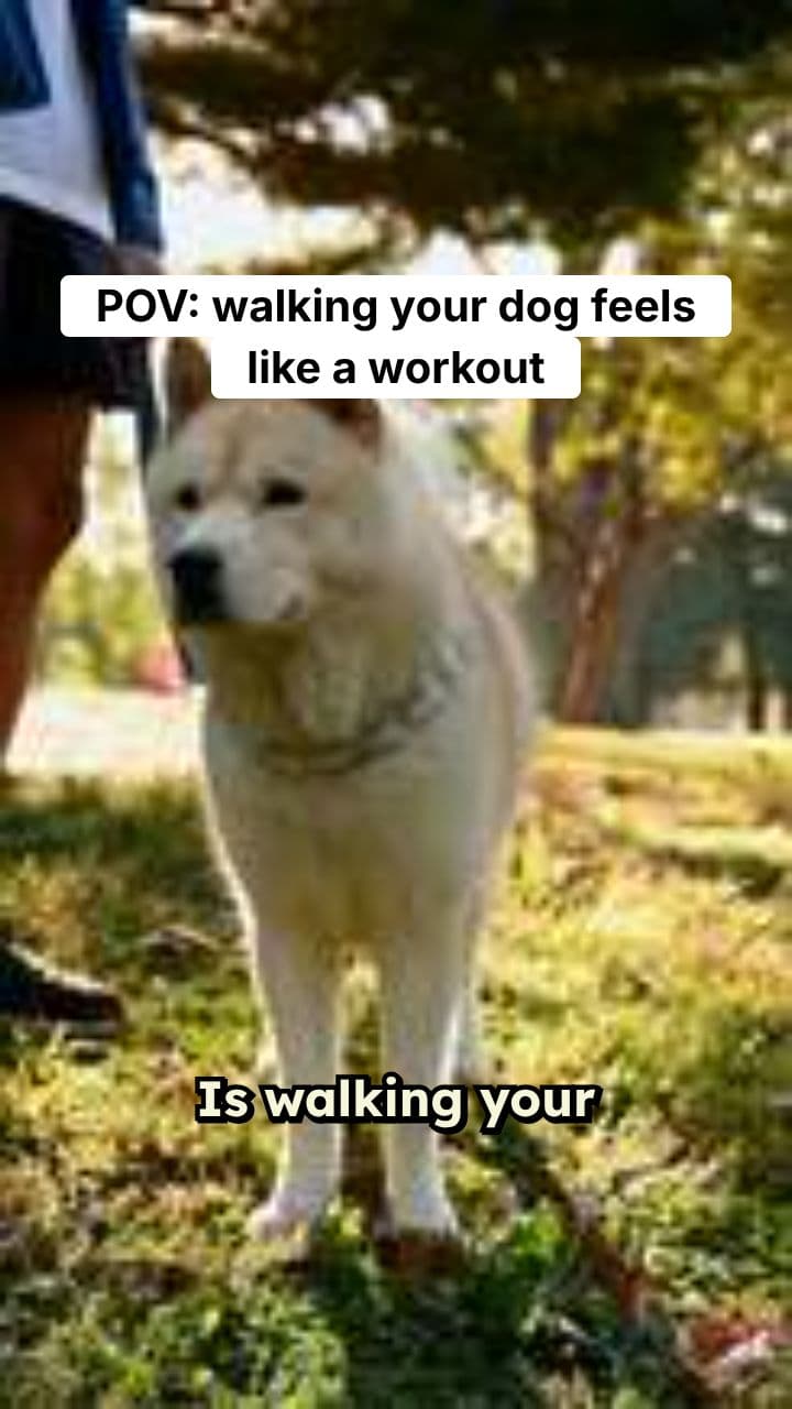 The No-Pull Harness Solution