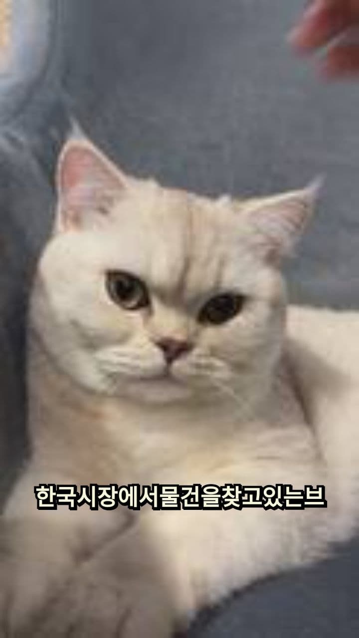 British Shorthair Hates Being Adored