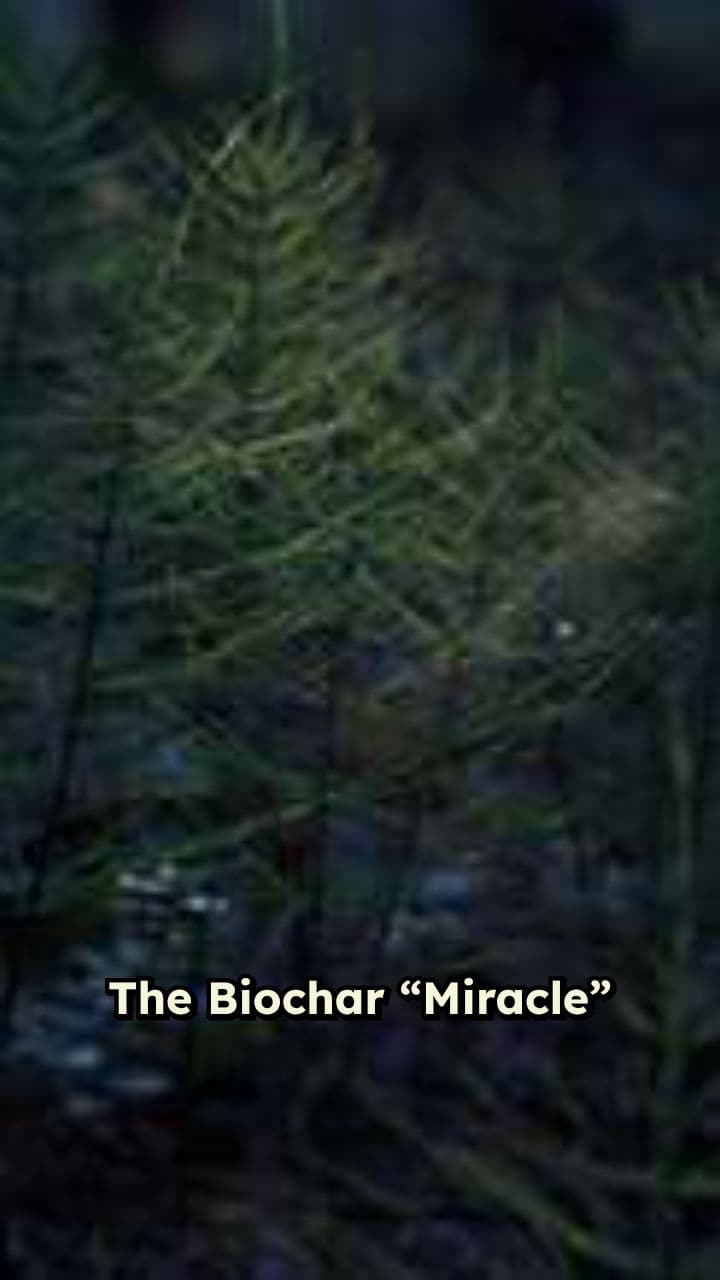 The Hidden Costs of Biochar