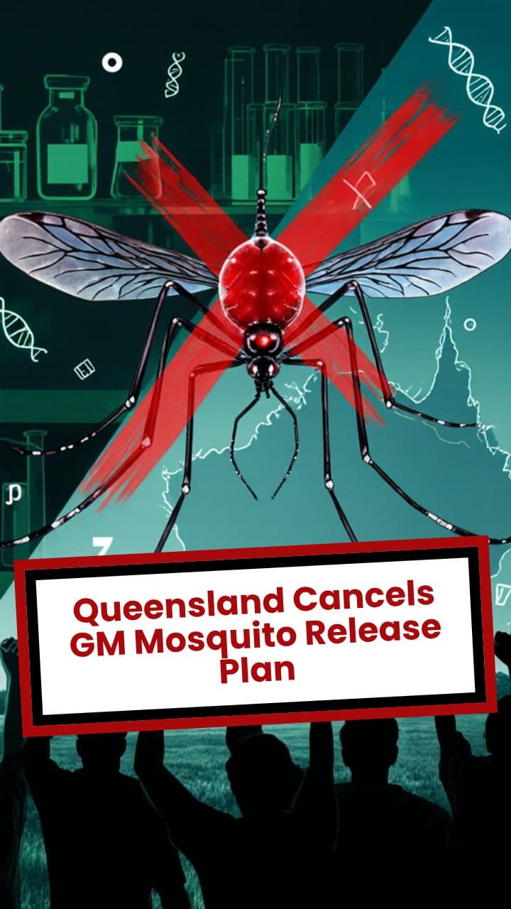 Queensland Cancels GM Mosquito Release Plan