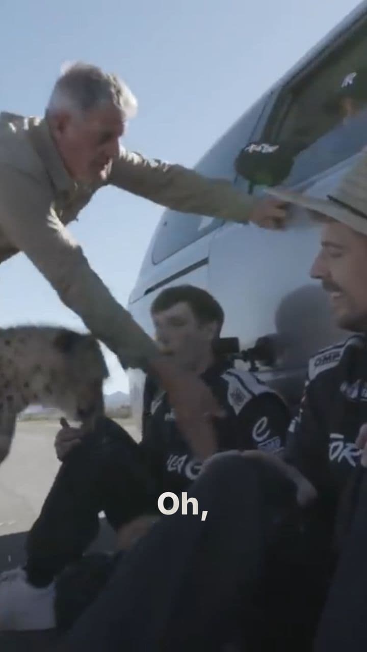 Will This Cheetah Bite Me?