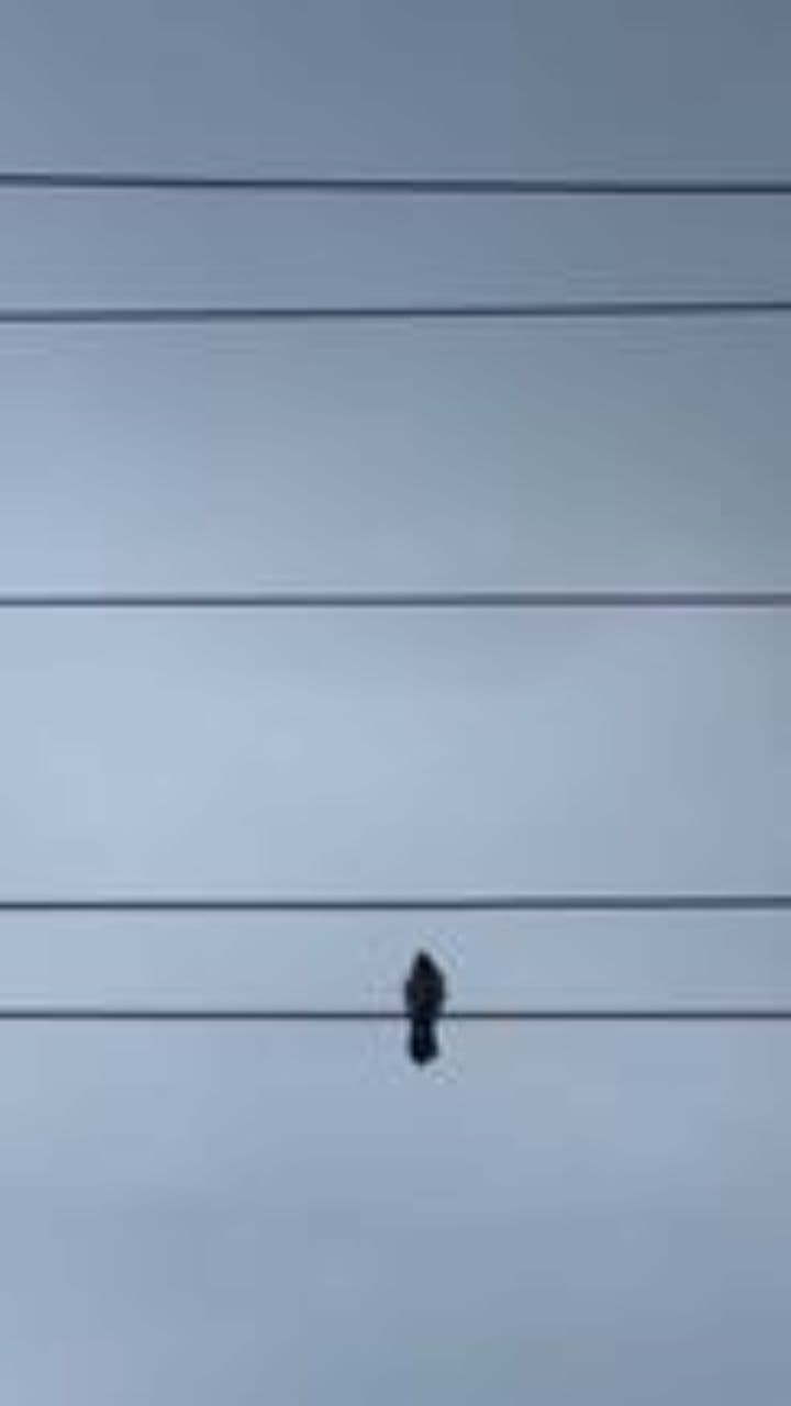 The Income Tax and Federal Power Expansion