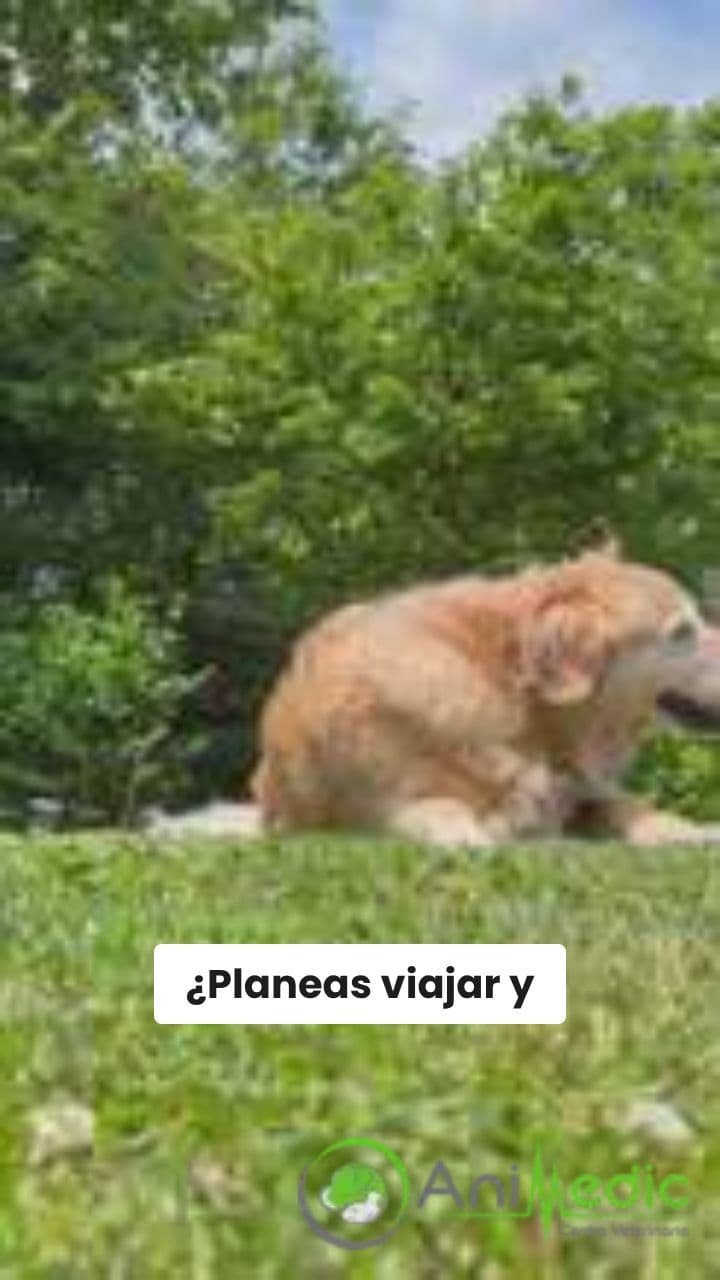 Asistencia Profesional para Viajes de Mascotas