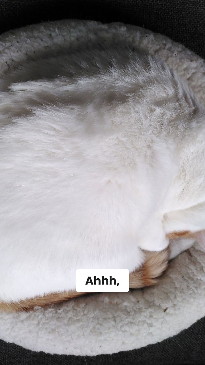 Pina Foccacina's Chaotic Playtime