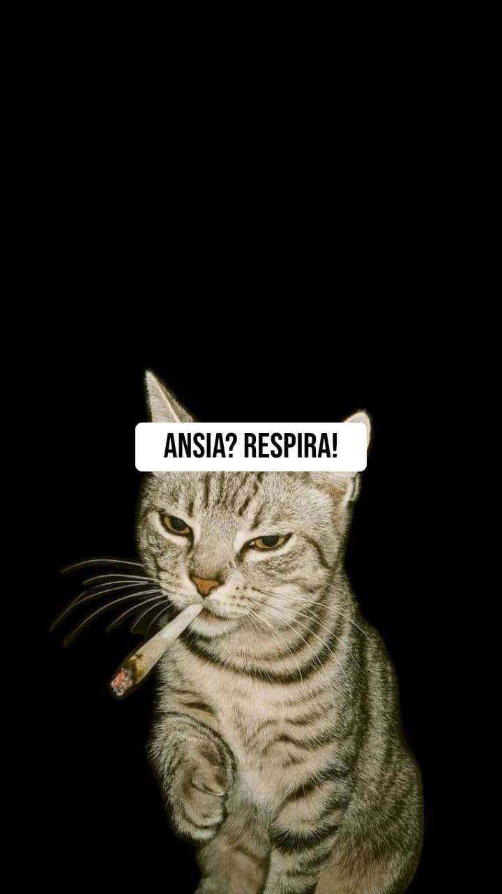 Ansia al College: La Guida Brainrot