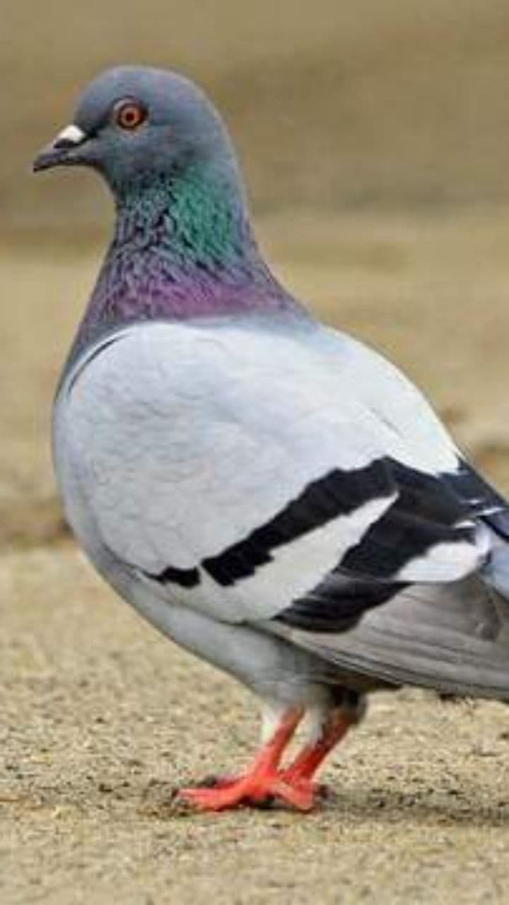 La Fragola Gattostra: Caos Italiano!