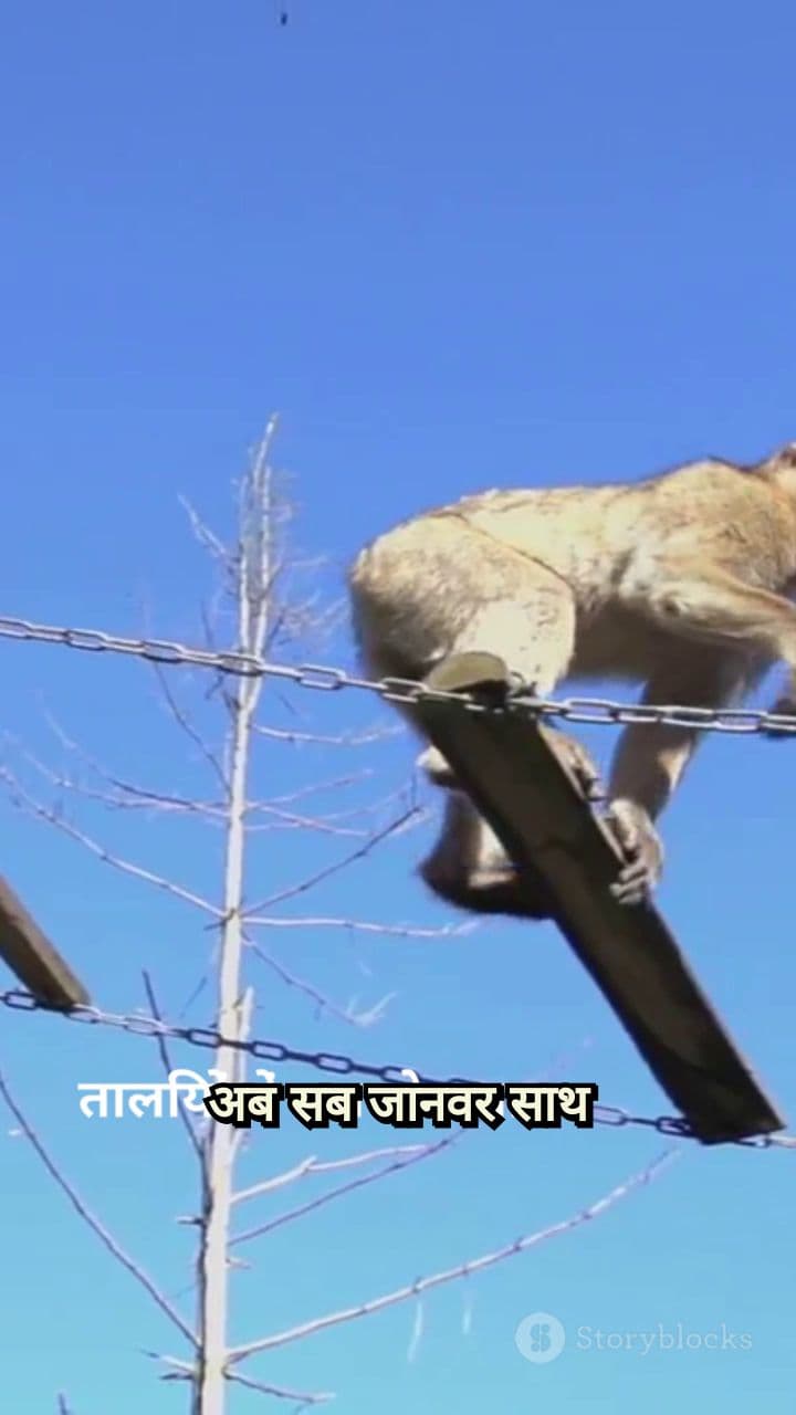 जंगल का त्योहार